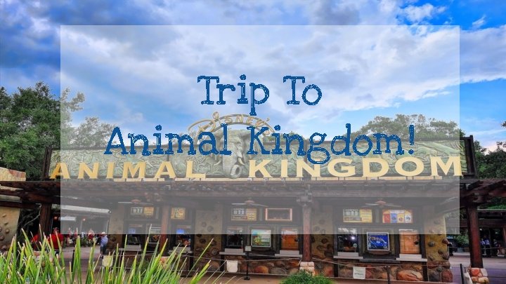 Trip To Animal Kingdom! 