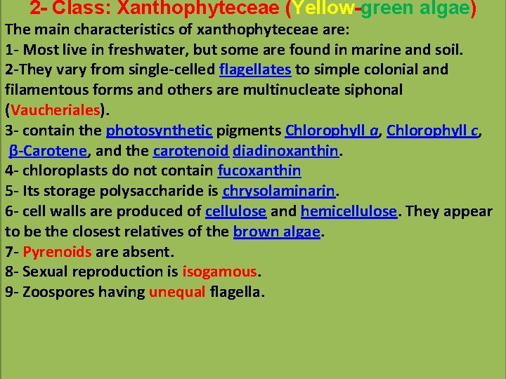 2 - Class: Xanthophyteceae (Yellow-green algae) The main characteristics of xanthophyteceae are: 1 -