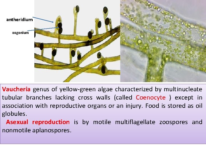 antheridium oogonium Vaucheria genus of yellow-green algae characterized by multinucleate tubular branches lacking cross