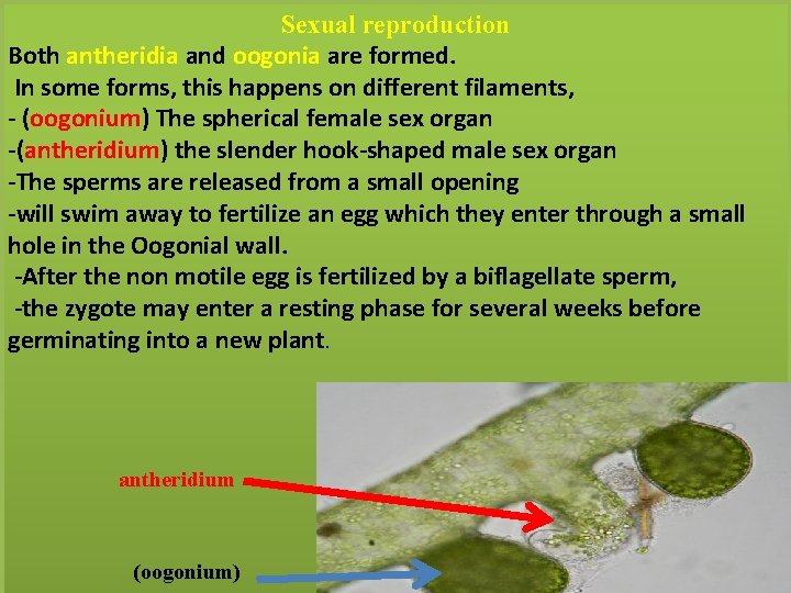 Sexual reproduction Both antheridia and oogonia are formed. In some forms, this happens on