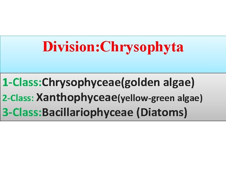 Division: Chrysophyta 1 -Class: Chrysophyceae(golden algae) 2 -Class: Xanthophyceae(yellow-green algae) 3 -Class: Bacillariophyceae (Diatoms)