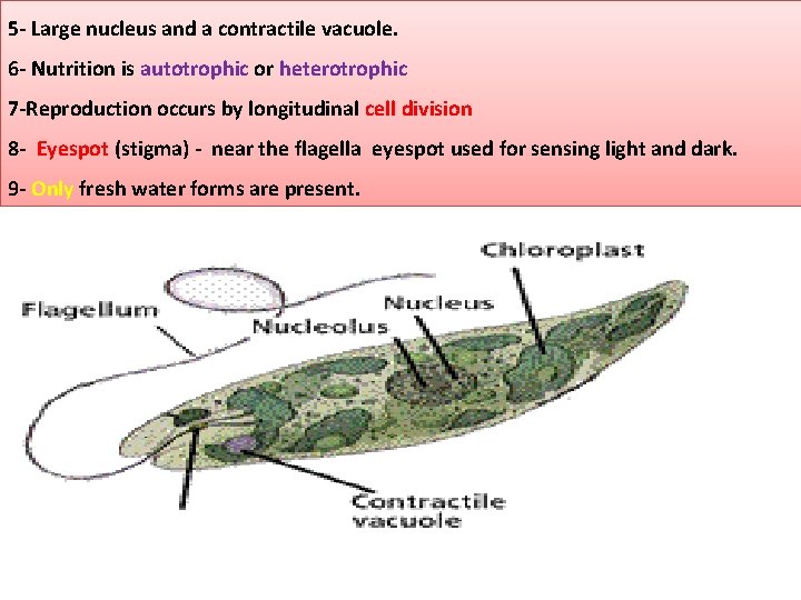 5 - Large nucleus and a contractile vacuole. 6 - Nutrition is autotrophic or