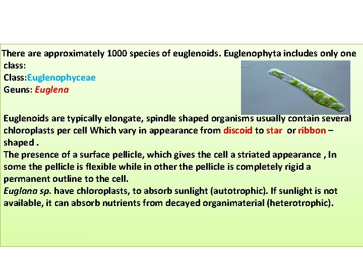 There approximately 1000 species of euglenoids. Euglenophyta includes only one class: Class: Euglenophyceae Geuns: