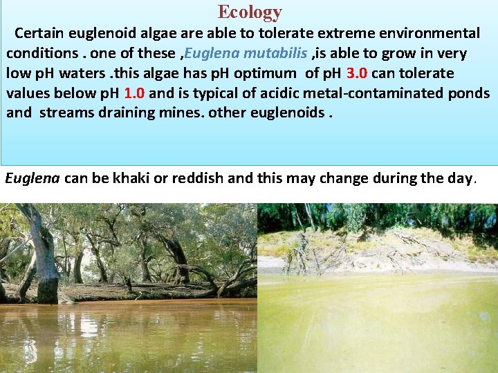 Ecology Certain euglenoid algae are able to tolerate extreme environmental conditions. one of these