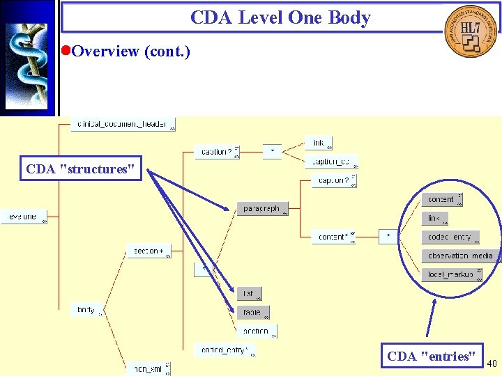 CDA Level One Body • Overview (cont. ) CDA "structures" CDA "entries" 40 