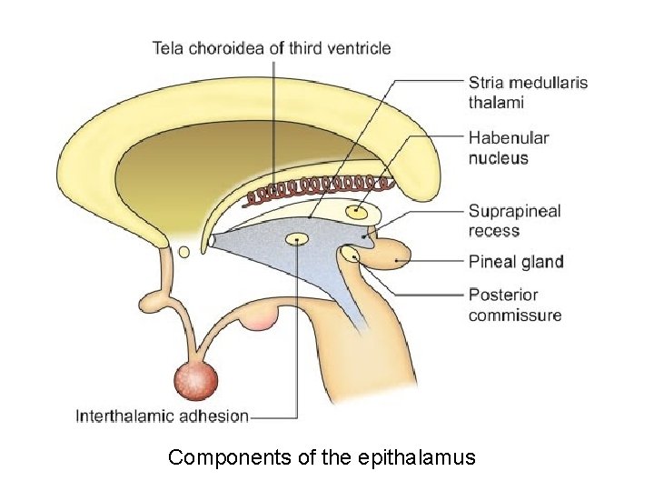 Components of the epithalamus 