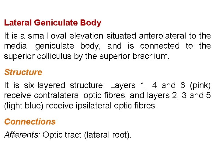 Lateral Geniculate Body It is a small oval elevation situated anterolateral to the medial