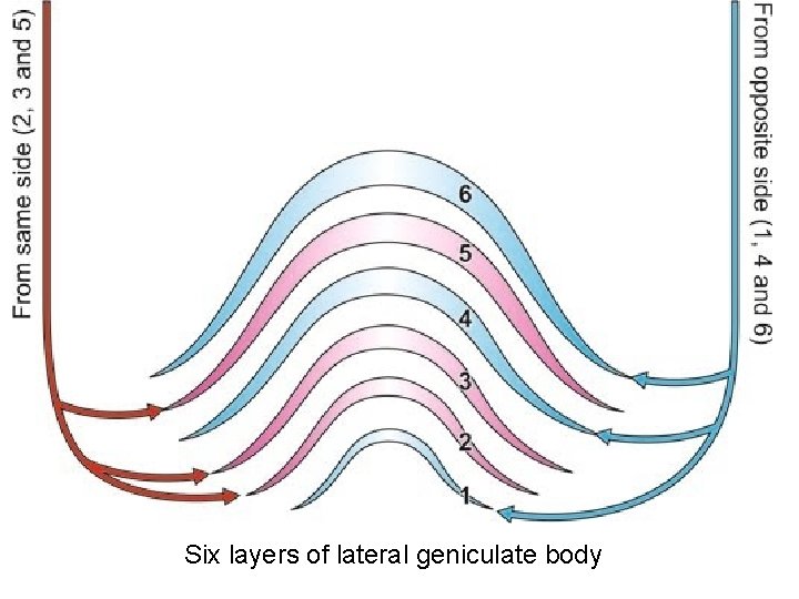 Six layers of lateral geniculate body 