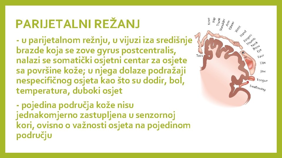 PARIJETALNI REŽANJ - u parijetalnom režnju, u vijuzi iza središnje brazde koja se zove