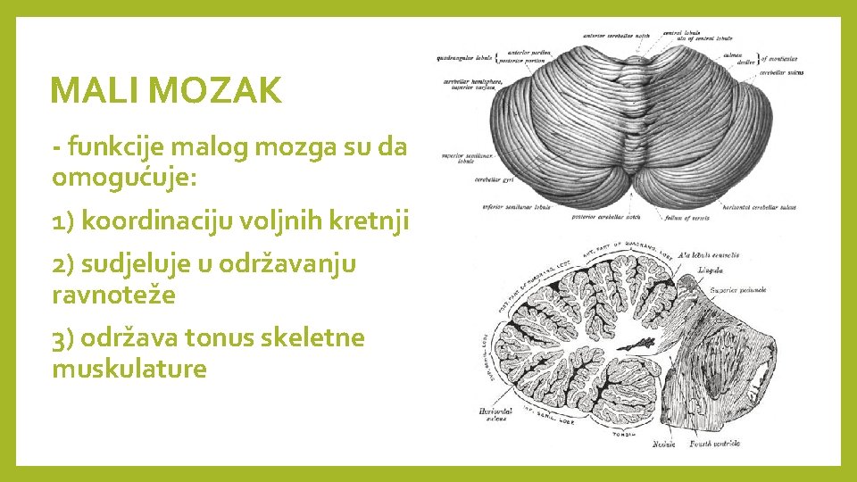 MALI MOZAK - funkcije malog mozga su da omogućuje: 1) koordinaciju voljnih kretnji 2)