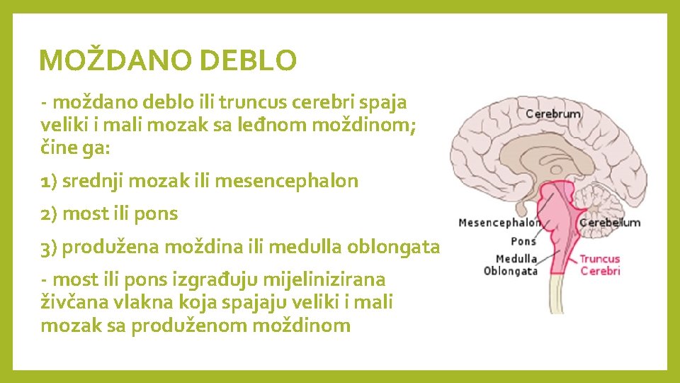 MOŽDANO DEBLO - moždano deblo ili truncus cerebri spaja veliki i mali mozak sa