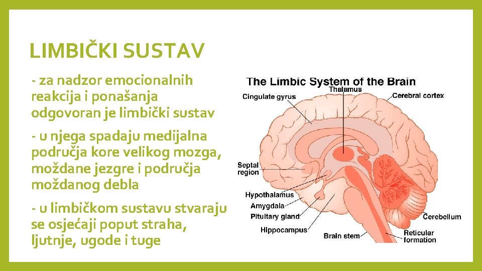 LIMBIČKI SUSTAV - za nadzor emocionalnih reakcija i ponašanja odgovoran je limbički sustav -