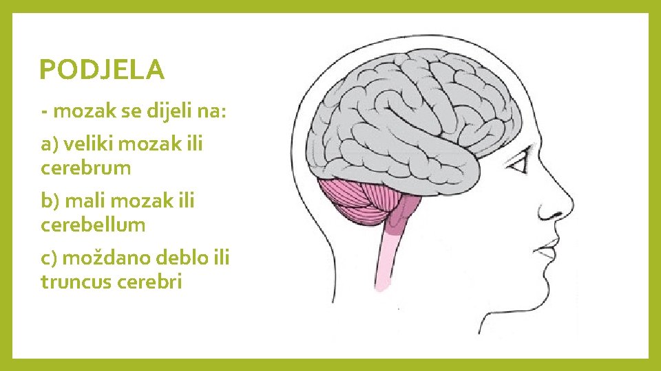 PODJELA - mozak se dijeli na: a) veliki mozak ili cerebrum b) mali mozak