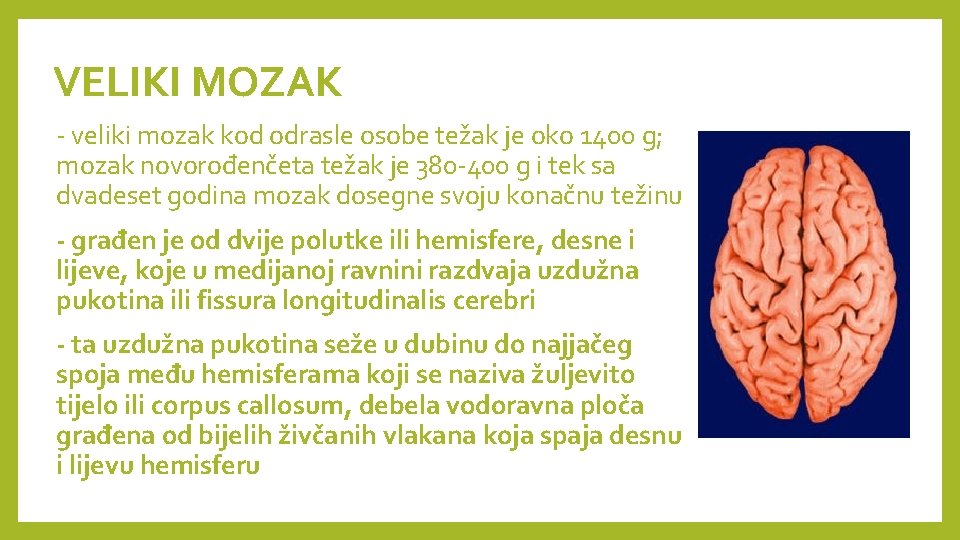 VELIKI MOZAK - veliki mozak kod odrasle osobe težak je oko 1400 g; mozak