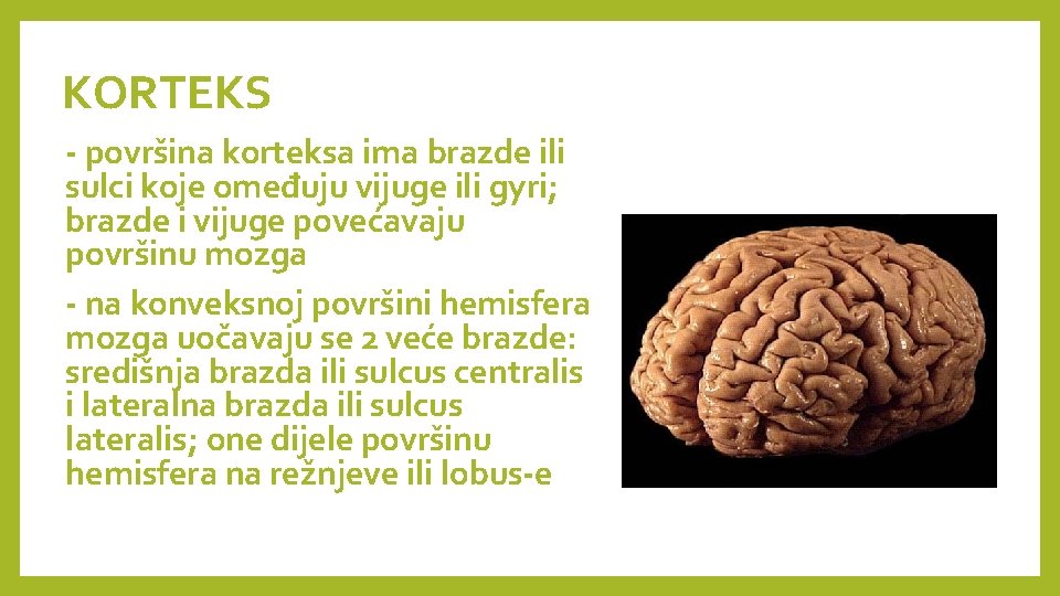 KORTEKS - površina korteksa ima brazde ili sulci koje omeđuju vijuge ili gyri; brazde