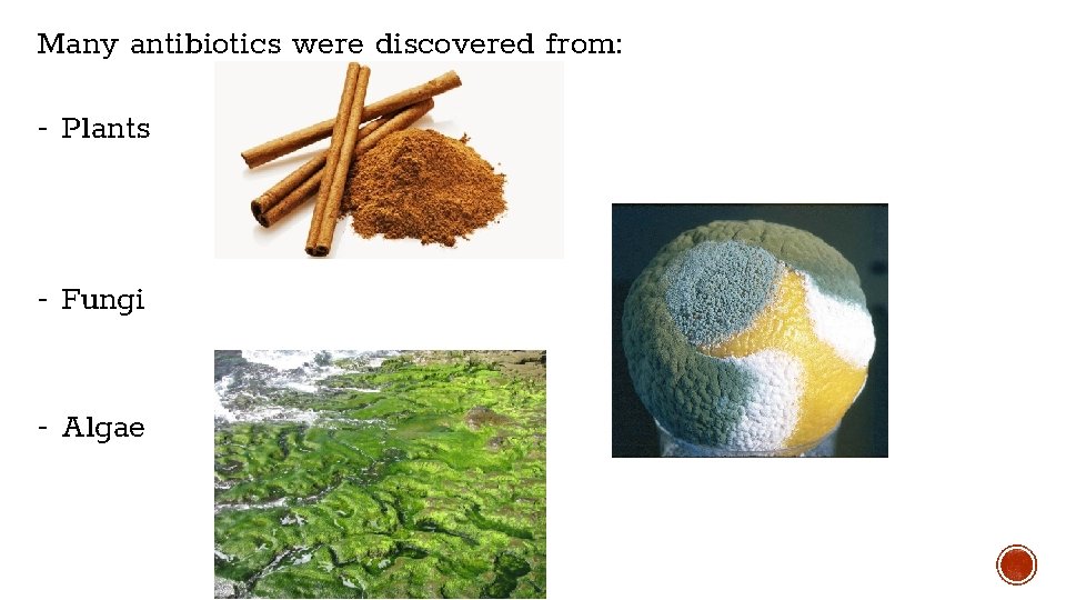 Many antibiotics were discovered from: - Plants - Fungi - Algae Many antibiotics were discovered from: - Plants - Fungi - Algae