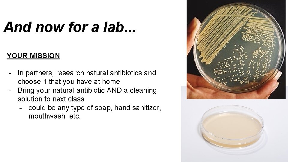 And now for a lab. . . YOUR MISSION - In partners, research natural And now for a lab. . . YOUR MISSION - In partners, research natural