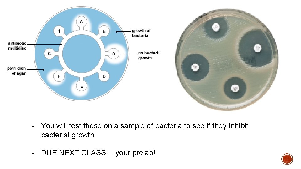 - You will test these on a sample of bacteria to see if they - You will test these on a sample of bacteria to see if they