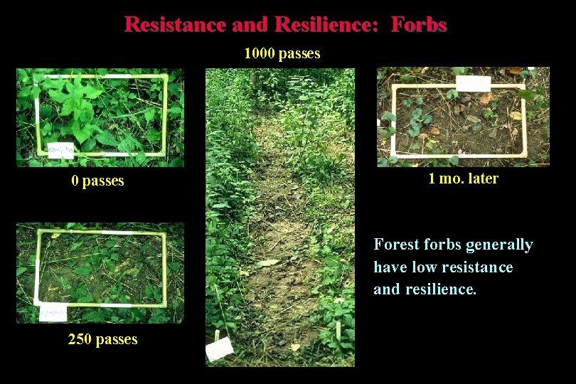 Resistance and Resilience: Forbs 1000 passes 1 mo. later Forest forbs generally have low