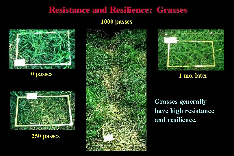 Resistance and Resilience: Grasses 1000 passes 1 mo. later Grasses generally have high resistance