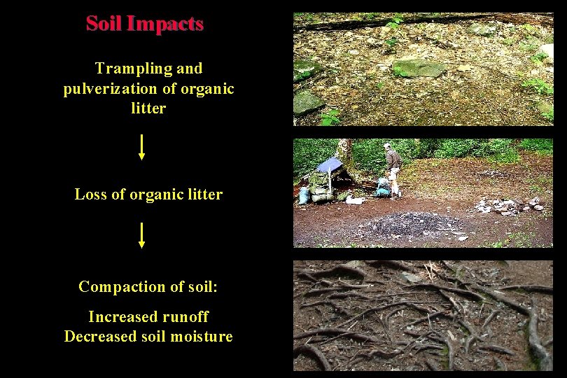 Soil Impacts Trampling and pulverization of organic litter Loss of organic litter Compaction of