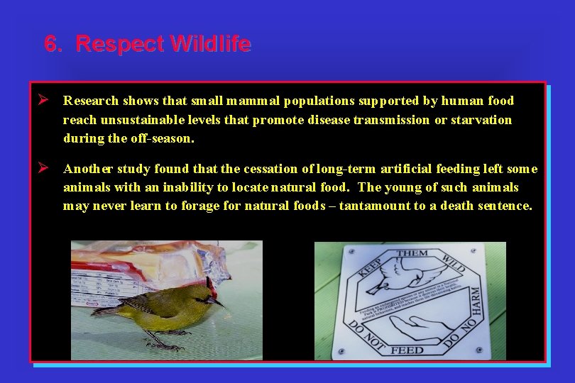 6. Respect Wildlife Ø Research shows that small mammal populations supported by human food