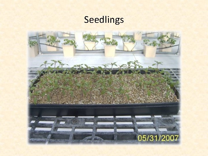 Seedlings 
