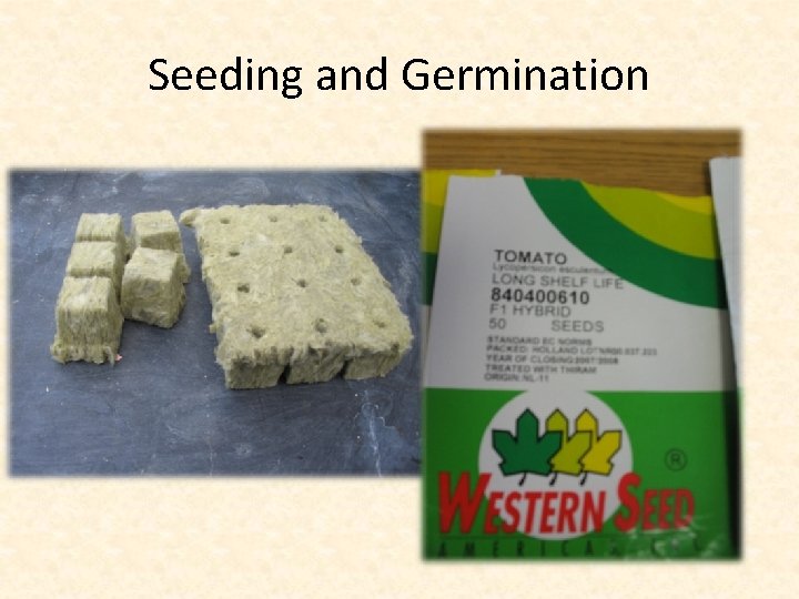 Seeding and Germination 