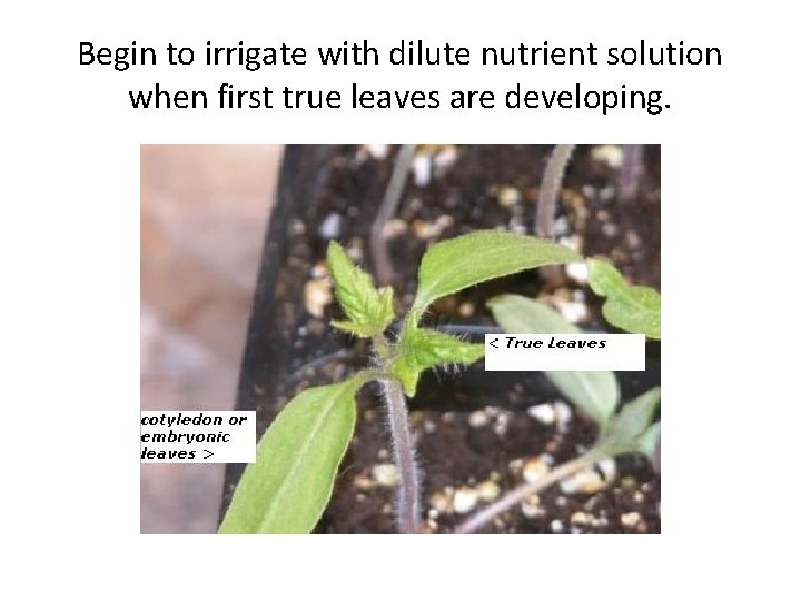 Begin to irrigate with dilute nutrient solution when first true leaves are developing. 