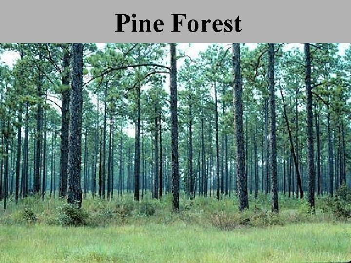 Pine Forest 