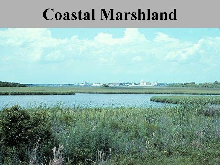 Coastal Marshland 