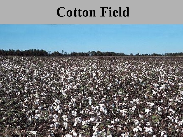 Cotton Field 