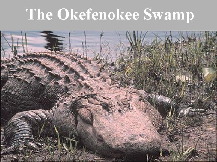 The Okefenokee Swamp 
