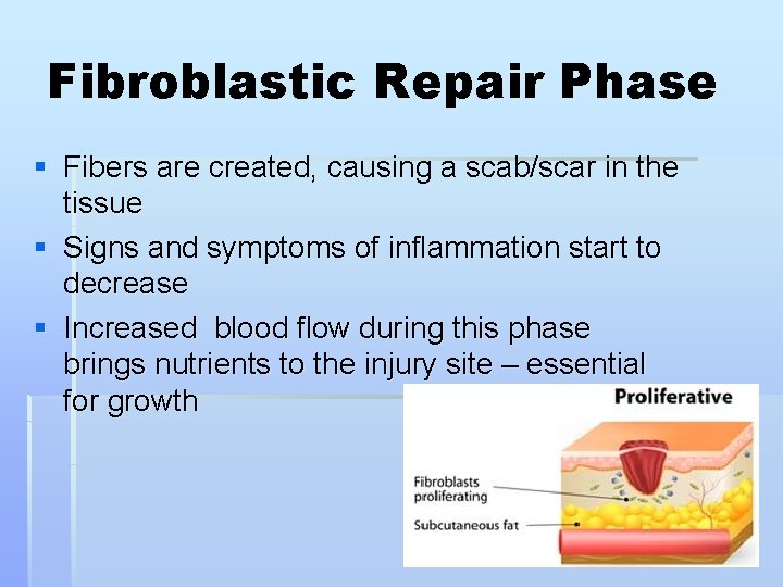 Fibroblastic Repair Phase § Fibers are created, causing a scab/scar in the tissue §