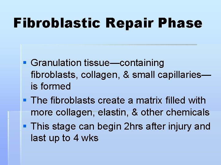 Fibroblastic Repair Phase § Granulation tissue—containing fibroblasts, collagen, & small capillaries— is formed §