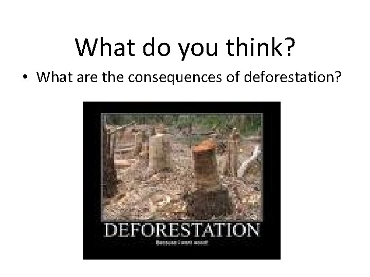 What do you think? • What are the consequences of deforestation? 