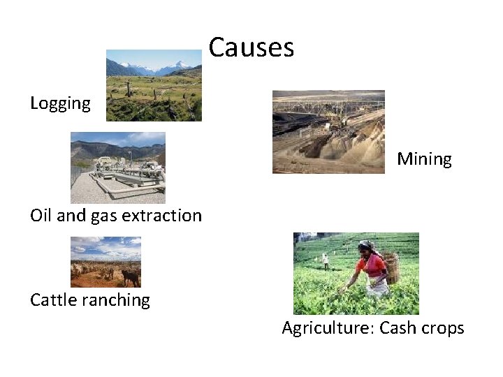Causes Logging Mining Oil and gas extraction Cattle ranching Agriculture: Cash crops 