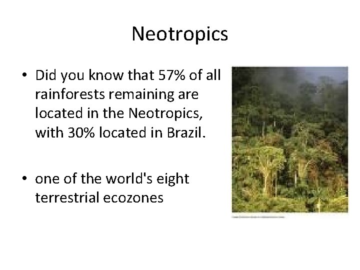 Neotropics • Did you know that 57% of all rainforests remaining are located in