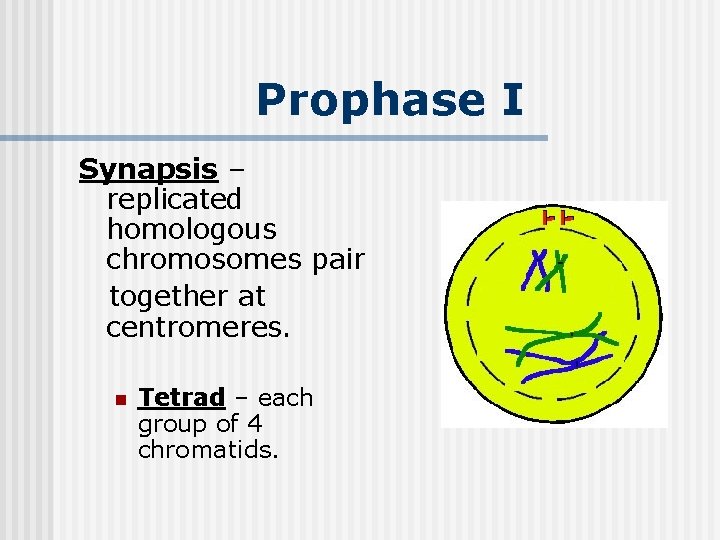 Prophase I Synapsis – replicated homologous chromosomes pair together at centromeres. n Tetrad –