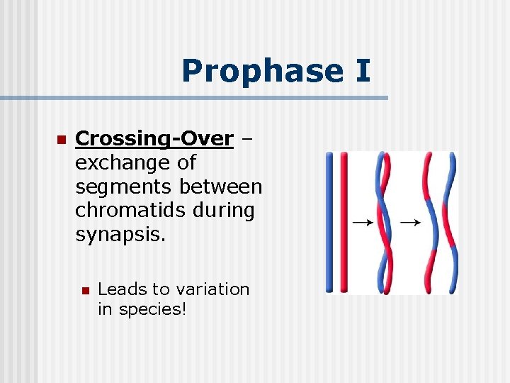 Prophase I n Crossing-Over – exchange of segments between chromatids during synapsis. n Leads