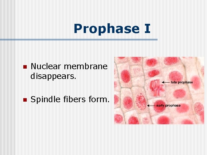 Prophase I n Nuclear membrane disappears. n Spindle fibers form. 