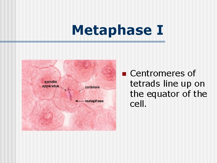 Metaphase I n Centromeres of tetrads line up on the equator of the cell.