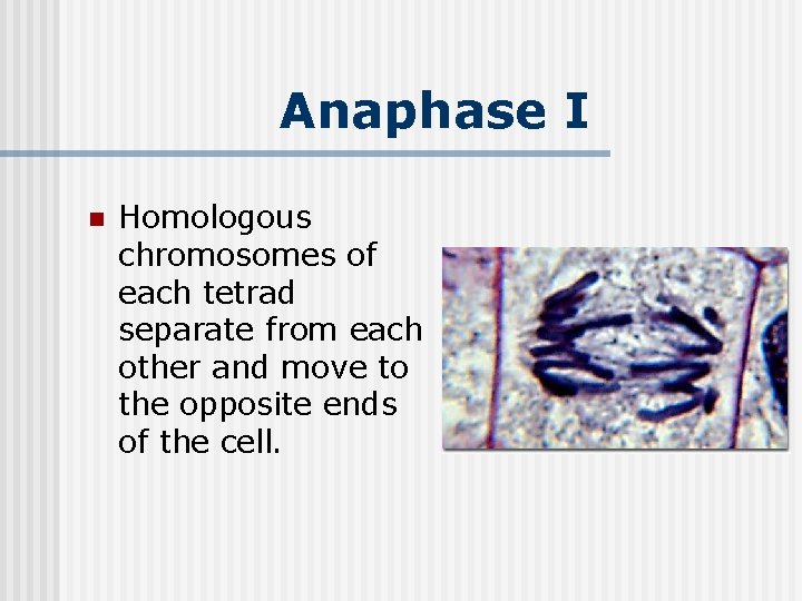 Anaphase I n Homologous chromosomes of each tetrad separate from each other and move