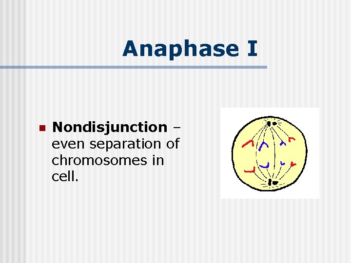 Anaphase I n Nondisjunction – even separation of chromosomes in cell. 