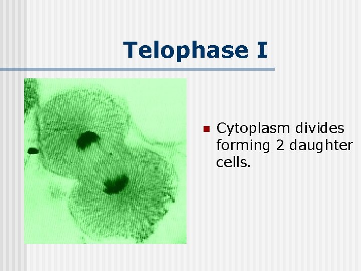 Telophase I n Cytoplasm divides forming 2 daughter cells. 