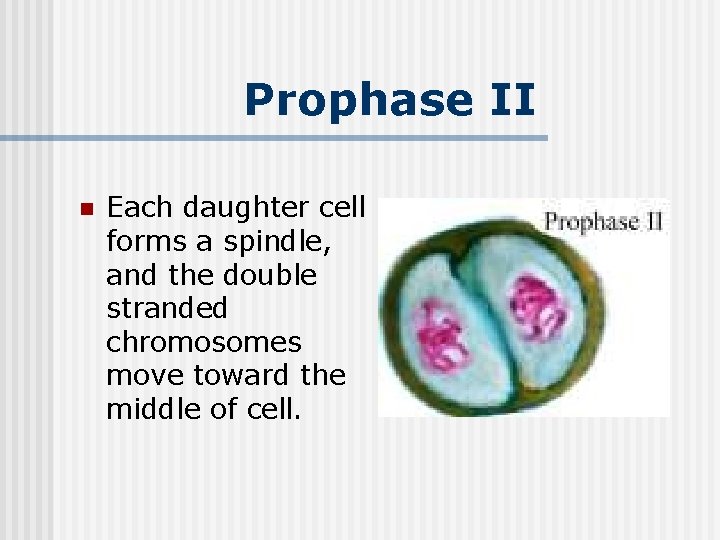 Prophase II n Each daughter cell forms a spindle, and the double stranded chromosomes