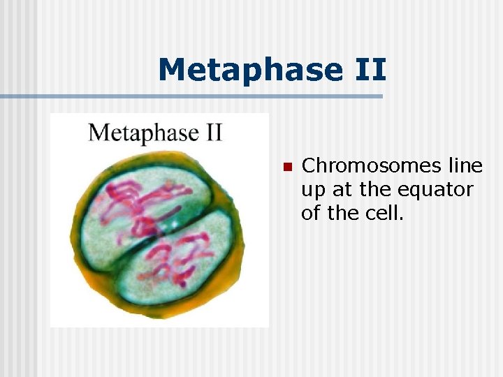 Metaphase II n Chromosomes line up at the equator of the cell. 