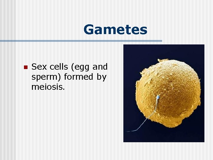 Gametes n Sex cells (egg and sperm) formed by meiosis. 