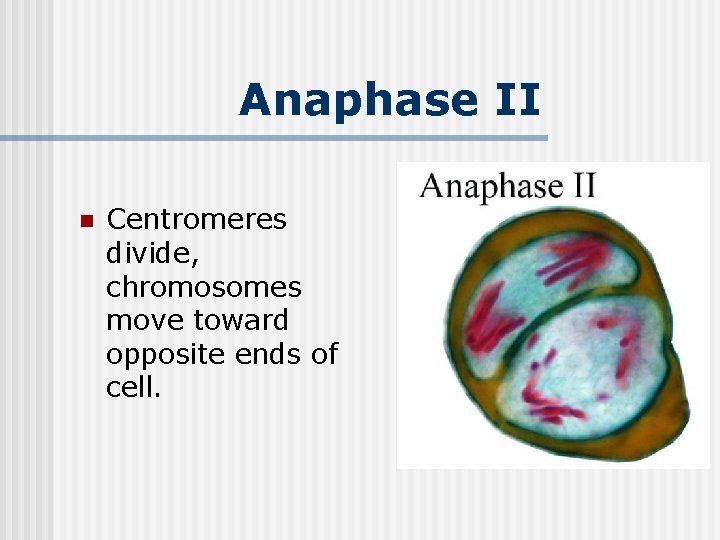 Anaphase II n Centromeres divide, chromosomes move toward opposite ends of cell. 