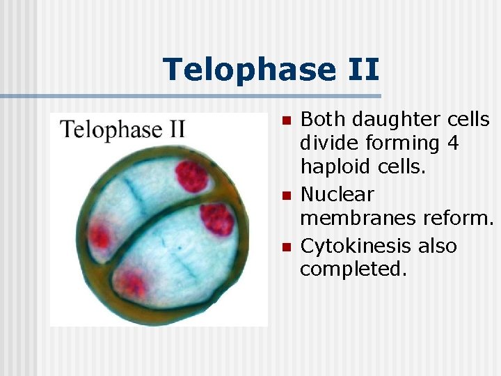 Telophase II n n n Both daughter cells divide forming 4 haploid cells. Nuclear